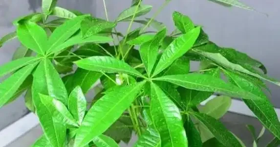 啤酒養花真有奇效?兌水1比30,黃金葛月季都開瘋了!