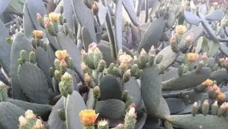 仙人掌養成大神器,簡單三招搞定,半年掌片長半米!