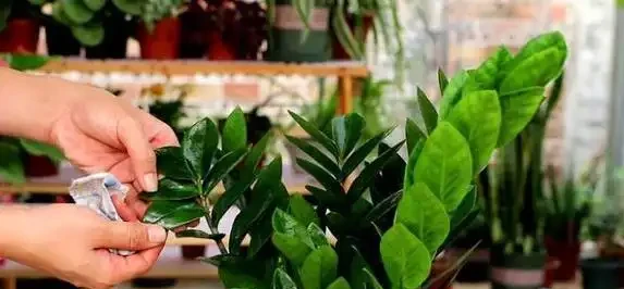 啤酒養花真有奇效?兌水1比30,黃金葛月季都開瘋了!