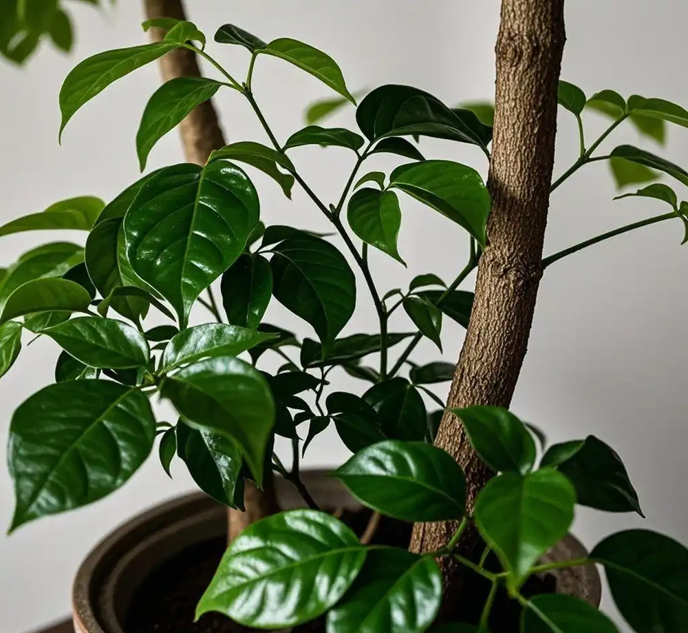養了10年的幸福樹,總算養明白了!6個養護誤區不要碰!