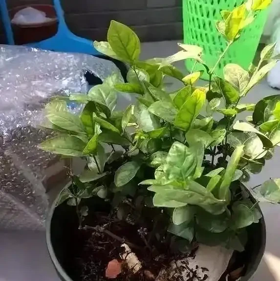 換盆別亂加料,這3種東西碰不得,花草一盆死一盆