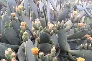 仙人掌養成大神器，簡單三招搞定，半年掌片長半米！