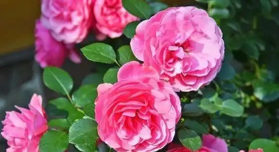 玫瑰不開花?試試淘米水,10天花苞擠滿枝