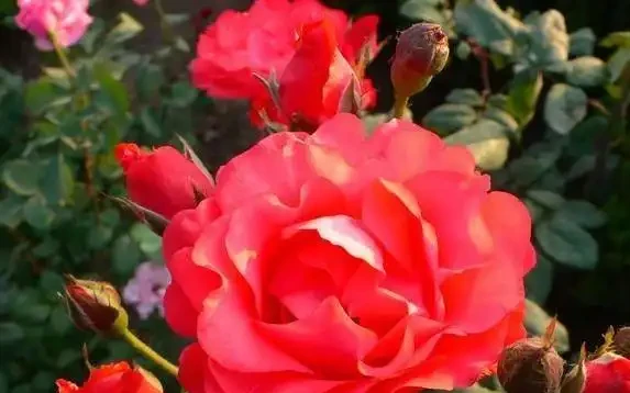 玫瑰不開花?試試淘米水,10天花苞擠滿枝