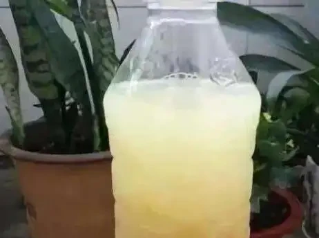 玫瑰不開花?試試淘米水,10天花苞擠滿枝