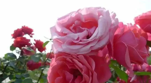 玫瑰不開花?試試淘米水,10天花苞擠滿枝