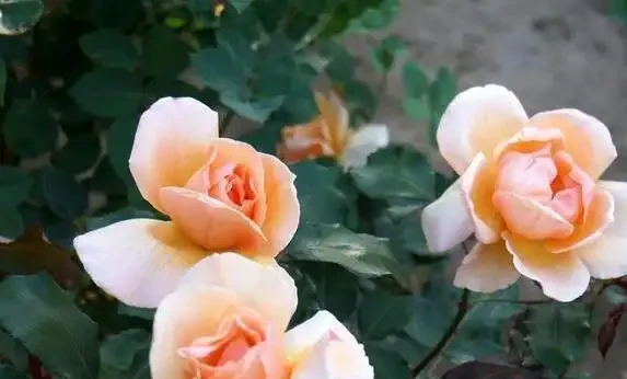 玫瑰不開花?試試淘米水,10天花苞擠滿枝