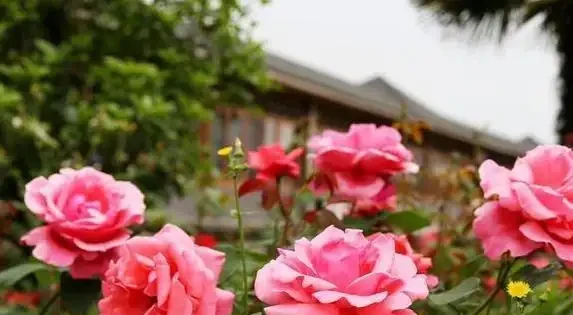 玫瑰不開花?試試淘米水,10天花苞擠滿枝