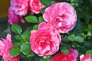 玫瑰不開花？試試淘米水，10天花苞擠滿枝