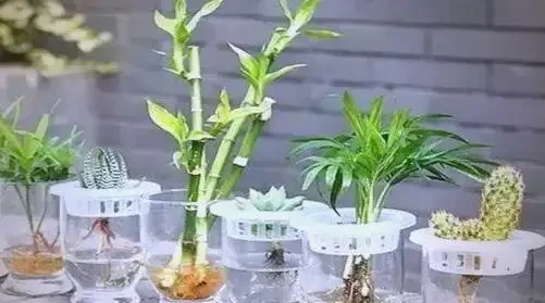 自制水耕植物營養液的簡單方法與應用