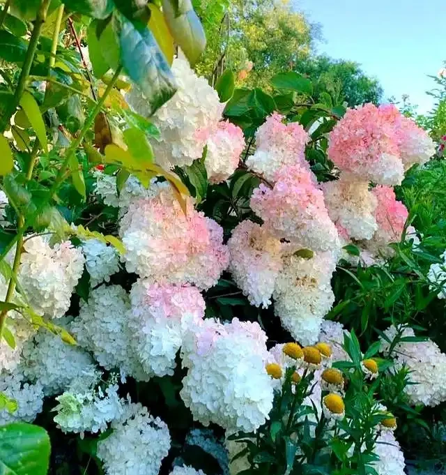 公認耐寒的10種花,又美又抗凍,北方院子美翻了
