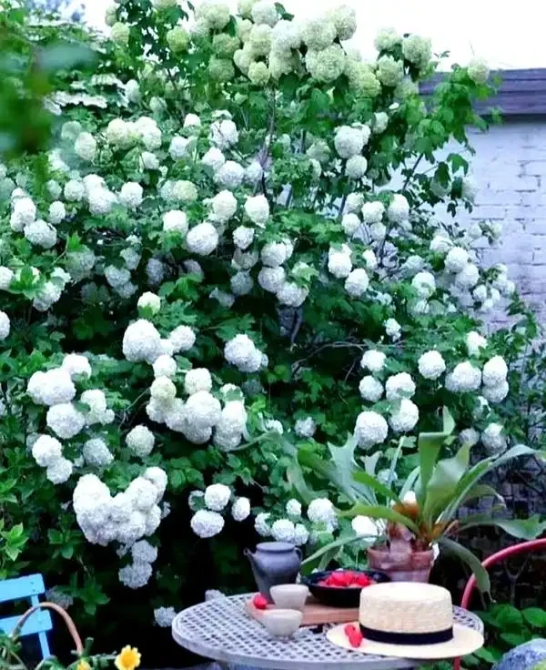 公認耐寒的10種花,又美又抗凍,北方院子美翻了