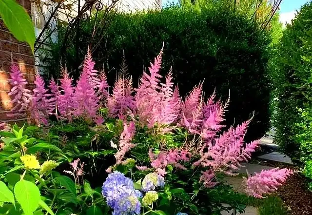 公認耐寒的10種花,又美又抗凍,北方院子美翻了