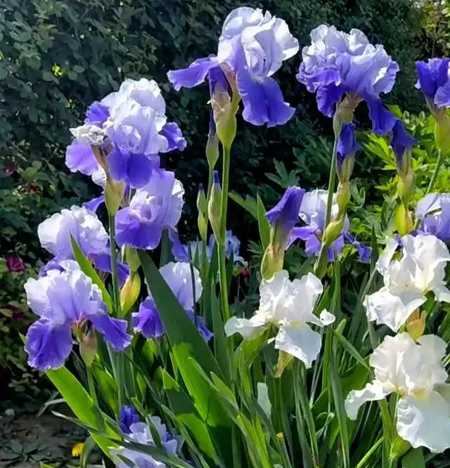 公認耐寒的10種花,又美又抗凍,北方院子美翻了