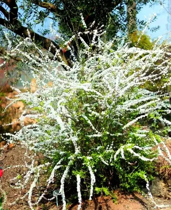 公認耐寒的10種花,又美又抗凍,北方院子美翻了