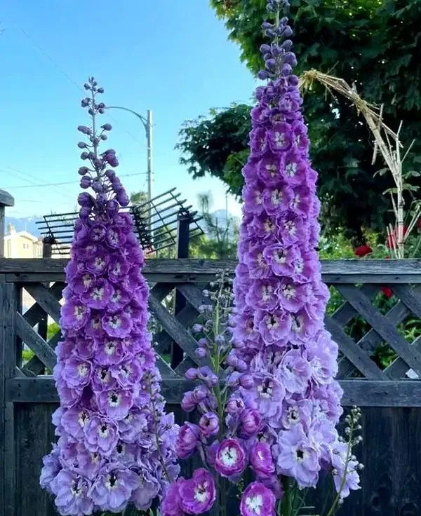 公認耐寒的10種花,又美又抗凍,北方院子美翻了