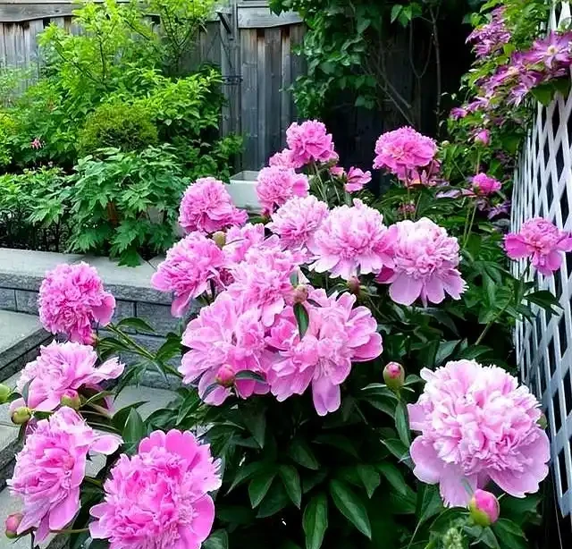 公認耐寒的10種花,又美又抗凍,北方院子美翻了