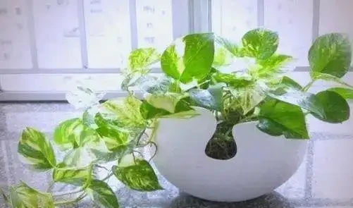 自制水耕植物營養液的簡單方法與應用