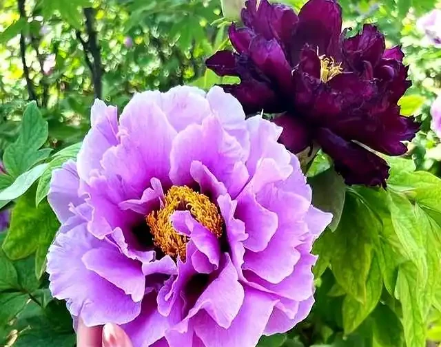 公認耐寒的10種花,又美又抗凍,北方院子美翻了