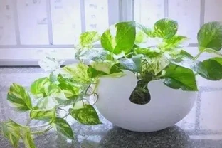 自制水耕植物營養液的簡單方法與應用