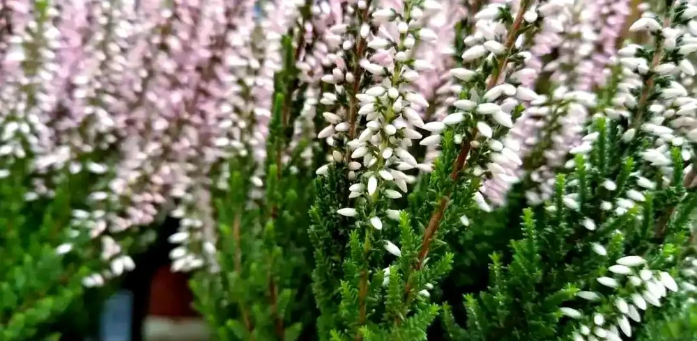 耐寒花卉推薦：為北方庭院增添四季色彩