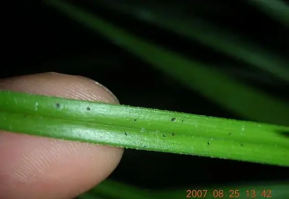 蘭花葉片出現黑色斑點的應對策略