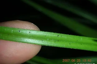 蘭花葉片出現黑色斑點的應對策略