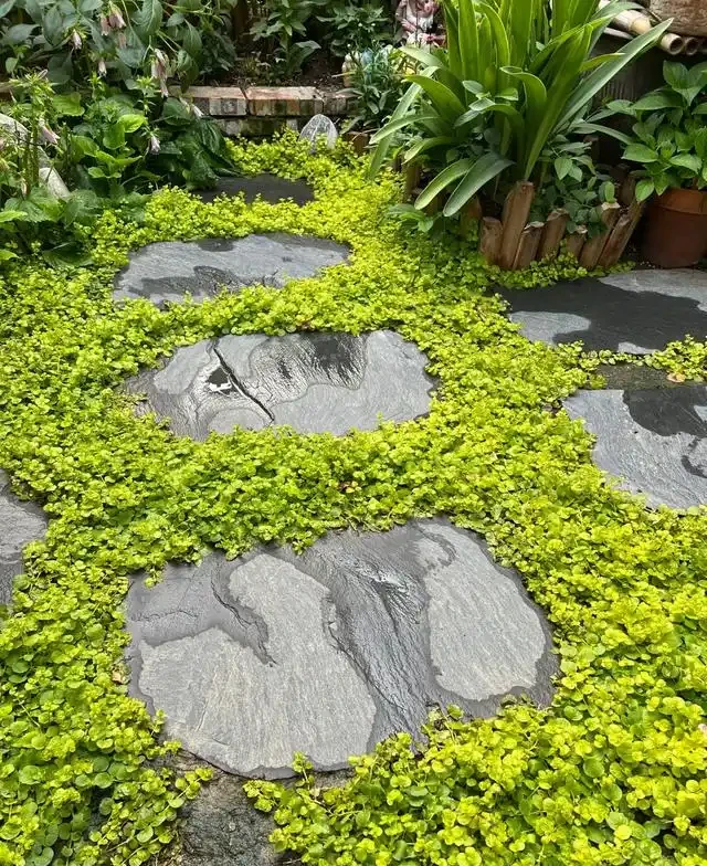 10種超省心的院子地被花，懶人也能養出花地毯