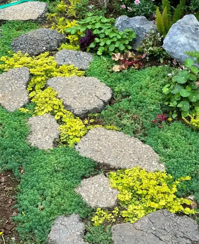 10種超省心的院子地被花，懶人也能養出花地毯