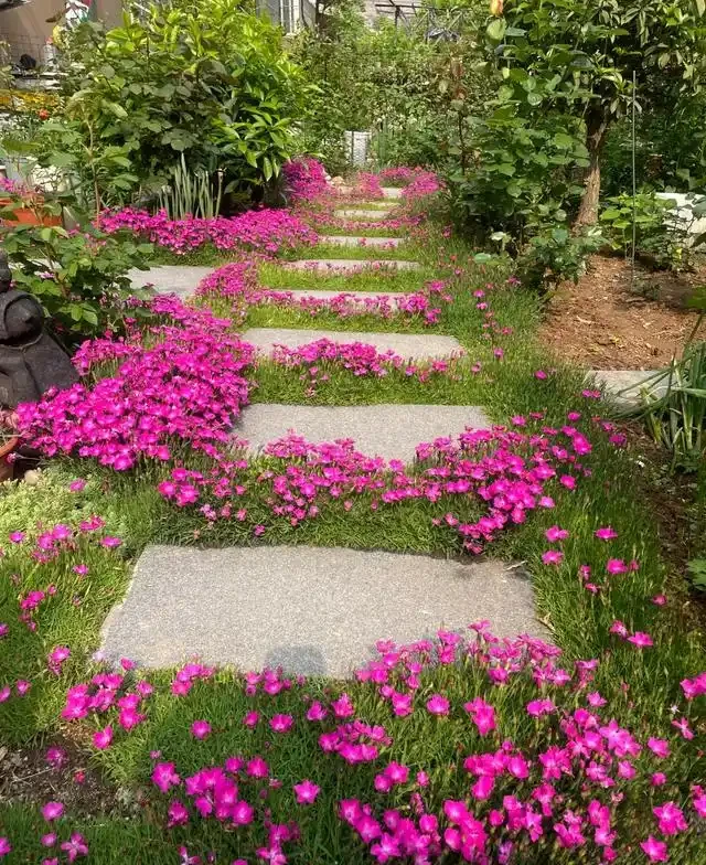 10種超省心的院子地被花，懶人也能養出花地毯