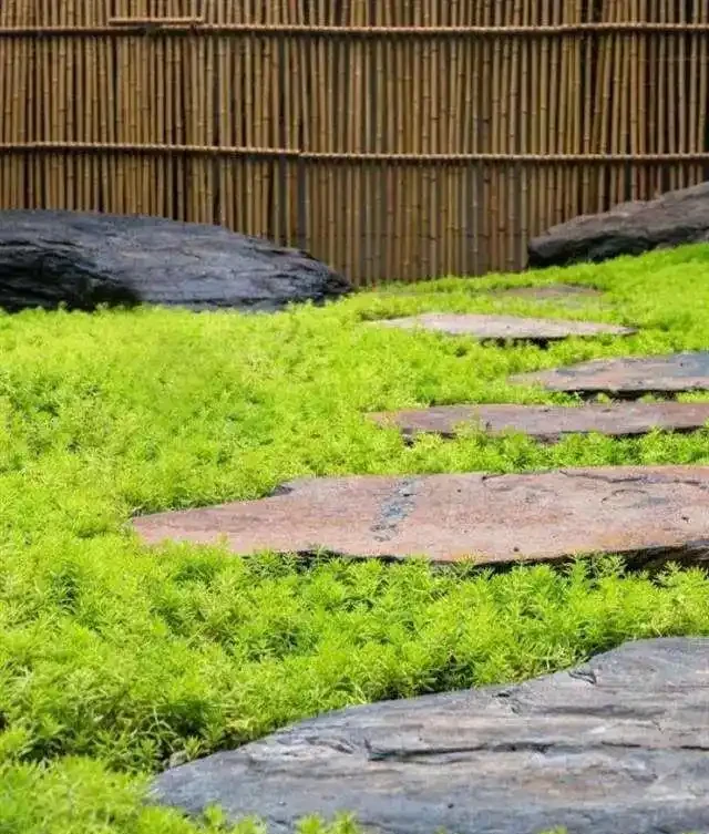 10種超省心的院子地被花，懶人也能養出花地毯