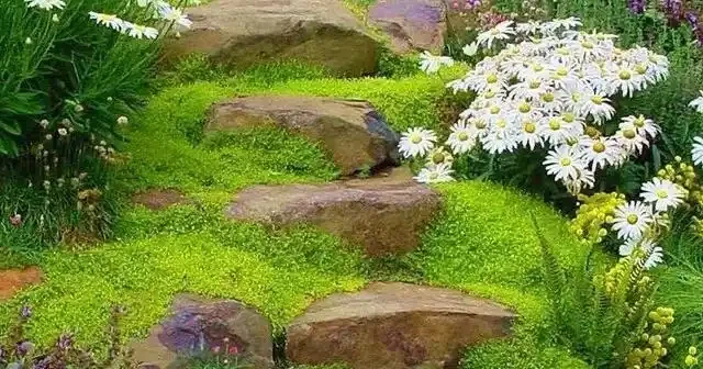 10種超省心的院子地被花，懶人也能養出花地毯