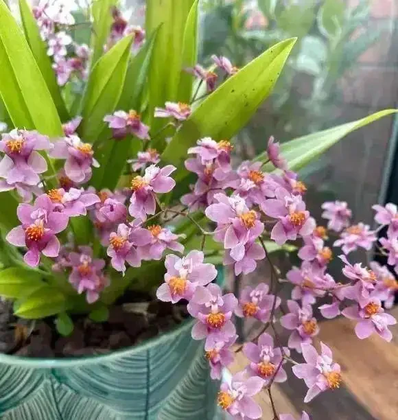 花香濃郁的5種花,香氣好聞勝過香水,太適合家裡養了
