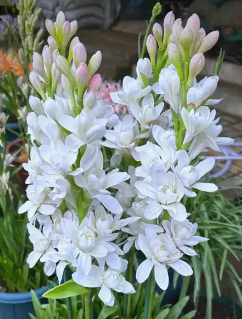 花香濃郁的5種花,香氣好聞勝過香水,太適合家裡養了