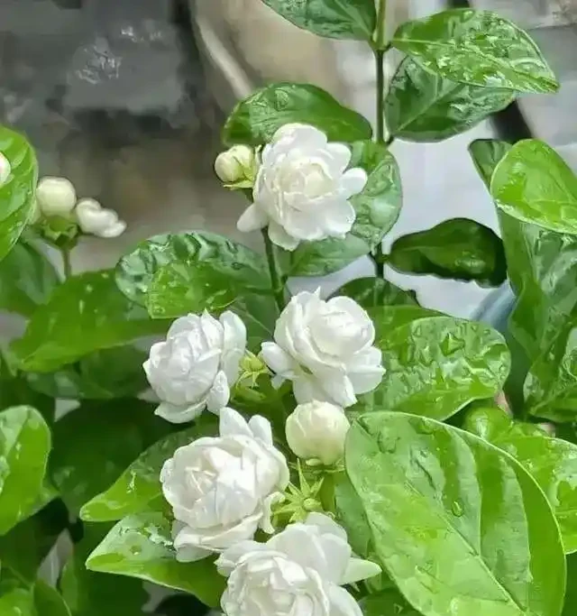 花香濃郁的5種花,香氣好聞勝過香水,太適合家裡養了