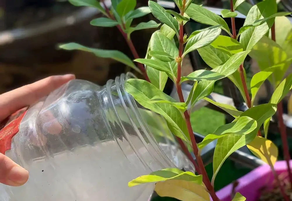 淘米水澆花正確方法：放置時間有講究