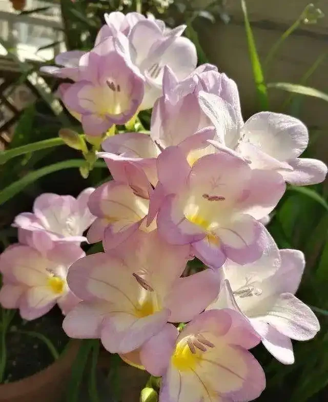 花香濃郁的5種花,香氣好聞勝過香水,太適合家裡養了