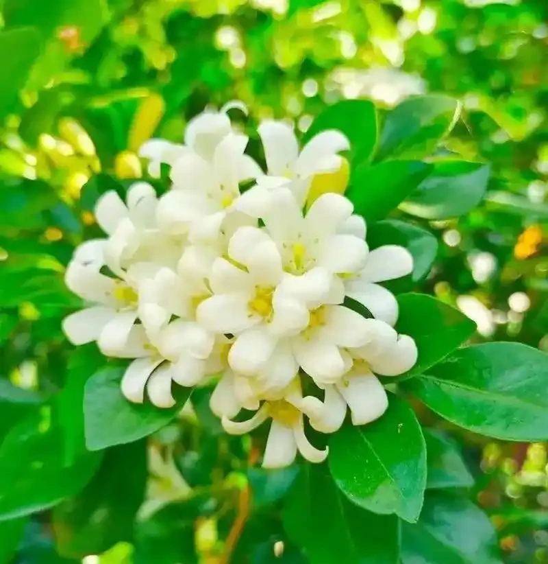 花香濃郁的5種花,香氣好聞勝過香水,太適合家裡養了