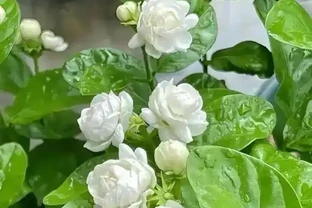 花香濃郁的5種花，香氣好聞勝過香水，太適合家裡養了