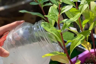淘米水澆花正確方法：放置時間有講究