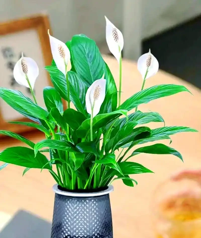 探索六種理想臥室綠植,輕鬆打造安眠空間