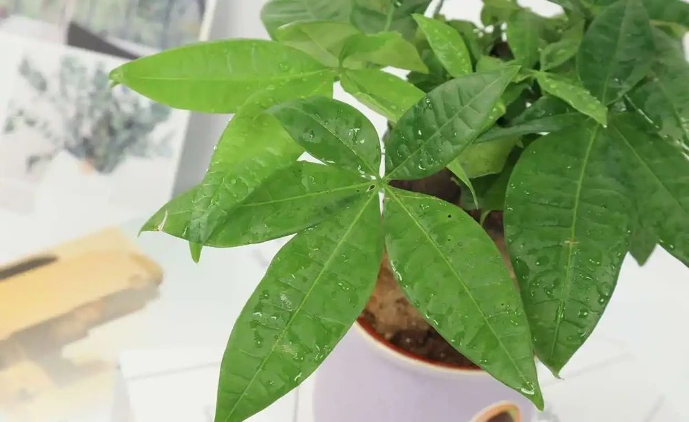 快死的發財樹別扔,1分鐘讓它起死回生