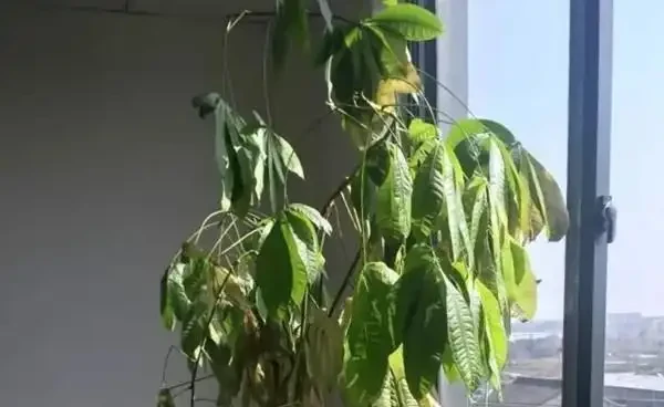 快死的發財樹別扔,1分鐘讓它起死回生