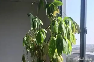 快死的發財樹別扔，1分鐘讓它起死回生