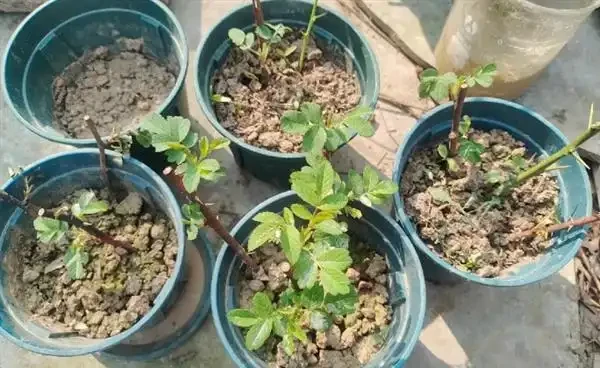 玫瑰樁不發芽怎麼辦?提高玫瑰插枝成活率的方法
