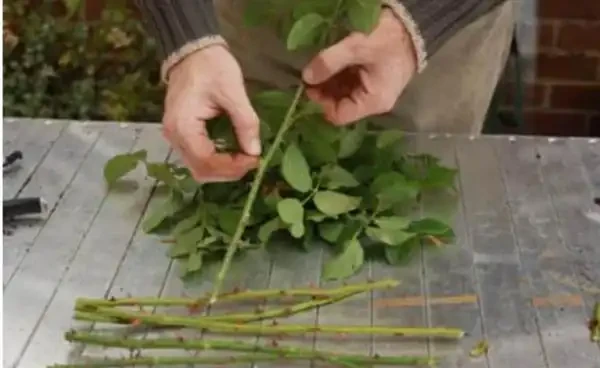 玫瑰樁不發芽怎麼辦?提高玫瑰插枝成活率的方法
