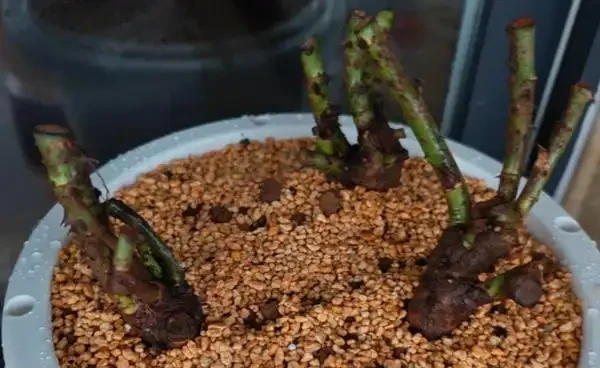 玫瑰樁不發芽怎麼辦?提高玫瑰插枝成活率的方法