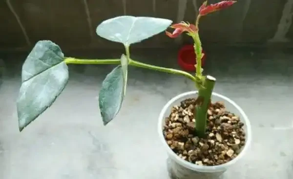 玫瑰樁不發芽怎麼辦?提高玫瑰插枝成活率的方法