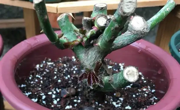 玫瑰樁不發芽怎麼辦?提高玫瑰插枝成活率的方法