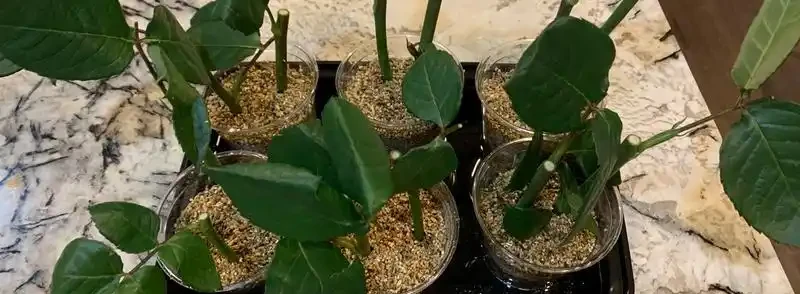 玫瑰樁不發芽怎麼辦?提高玫瑰插枝成活率的方法
